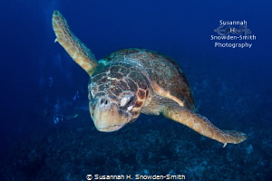 "Buzzing The Tower" - A giant loggerhead in flight.  I sw... by Susannah H. Snowden-Smith 